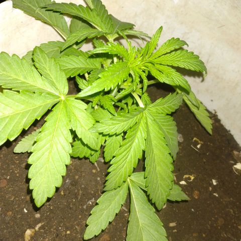 Violecto Kush  growlog timeline photo