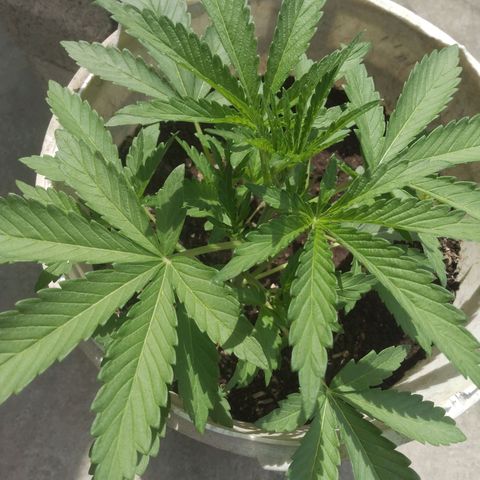 Violecto Kush  growlog timeline photo