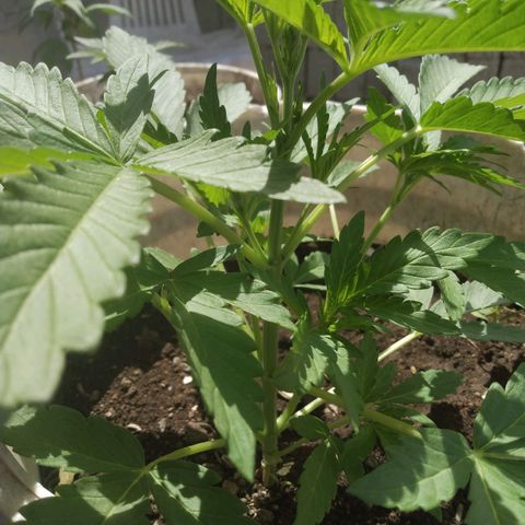 Violecto Kush  growlog timeline photo