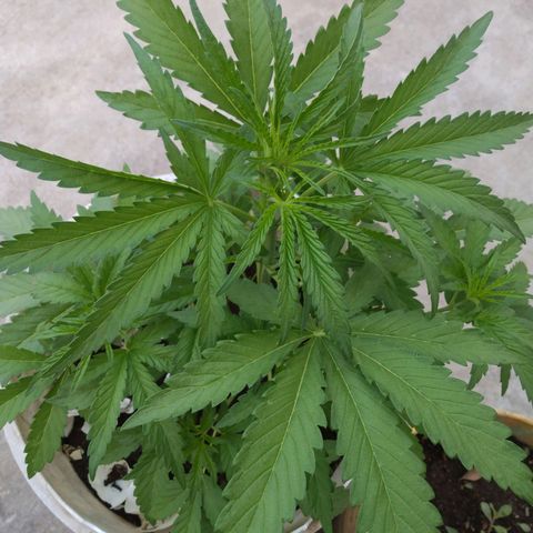 Violecto Kush  growlog timeline photo
