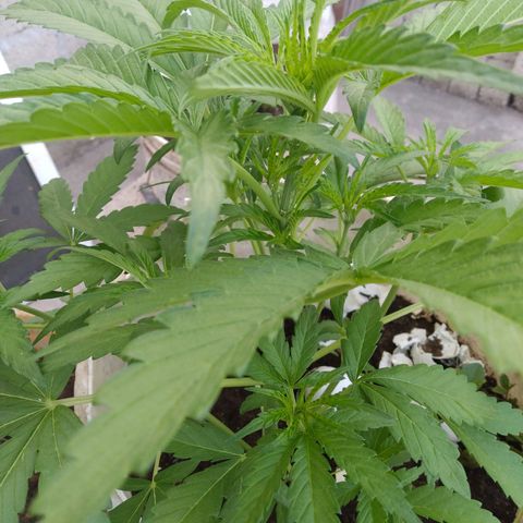 Violecto Kush  growlog timeline photo