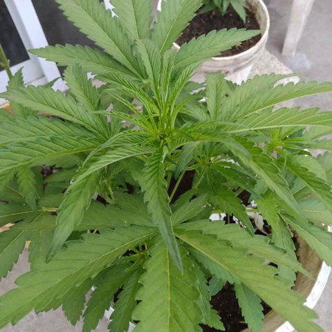 Violecto Kush  growlog timeline photo