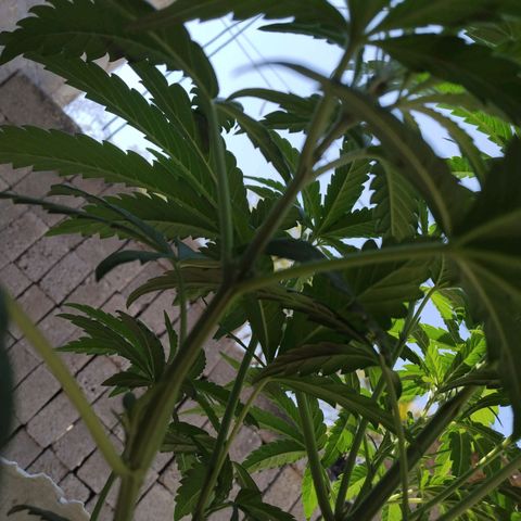 Violecto Kush  growlog timeline photo
