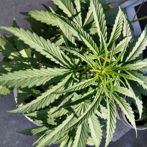 Violecto Kush  growlog timeline photo