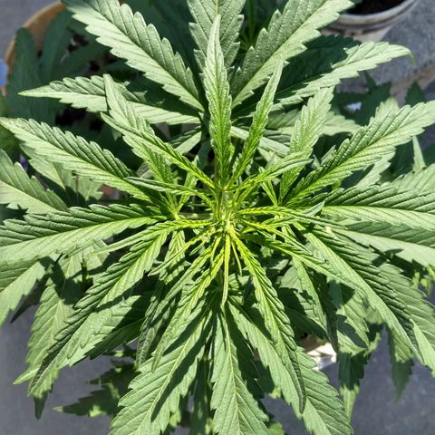 Violecto Kush  growlog timeline photo