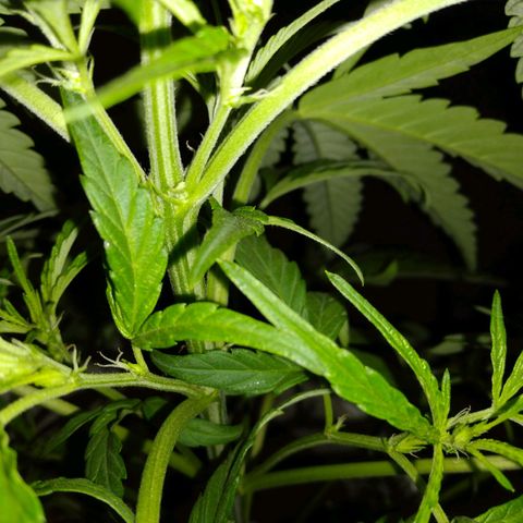 Violecto Kush  growlog timeline photo