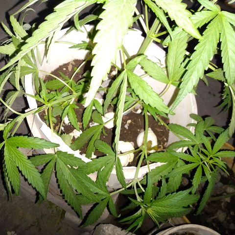 Violecto Kush  growlog timeline photo