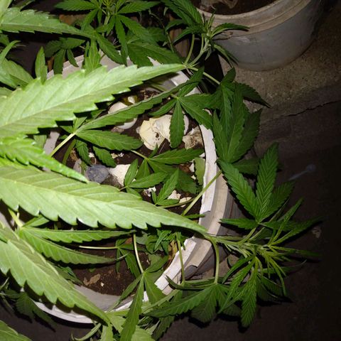 Violecto Kush  growlog timeline photo