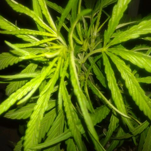 Violecto Kush  growlog timeline photo