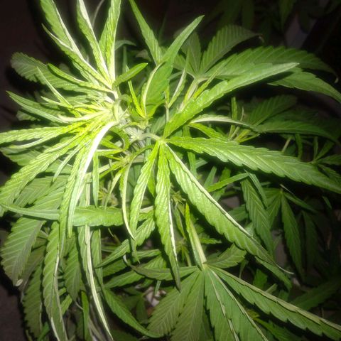 Violecto Kush  growlog timeline photo