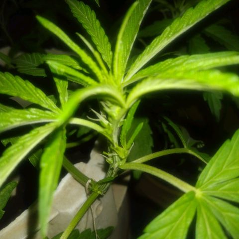 Violecto Kush  growlog timeline photo