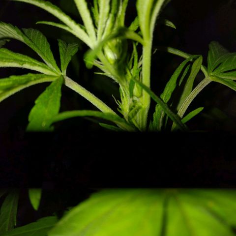 Violecto Kush  growlog timeline photo