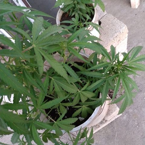 Violecto Kush  growlog timeline photo
