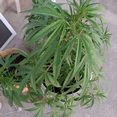 Violecto Kush  growlog timeline photo