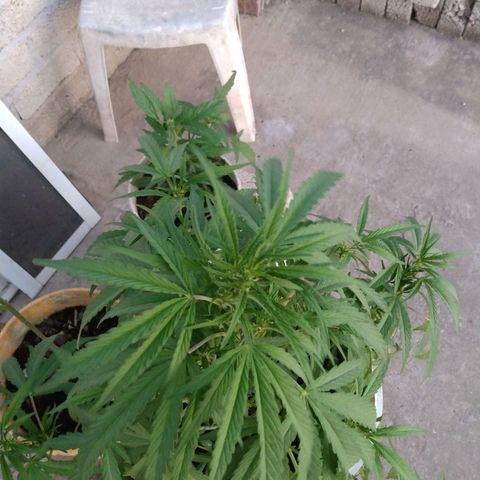 Violecto Kush  growlog timeline photo