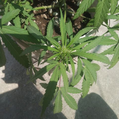 Violecto Kush  growlog timeline photo