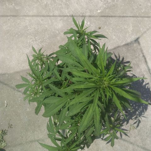 Violecto Kush  growlog timeline photo