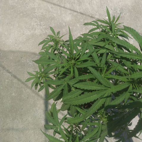 Violecto Kush  growlog timeline photo