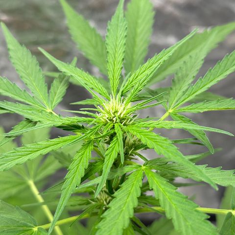 Sour Diesel growlog timeline photo