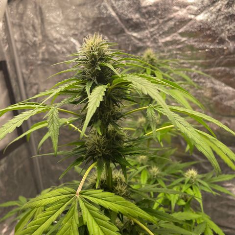 Sour Diesel growlog timeline photo