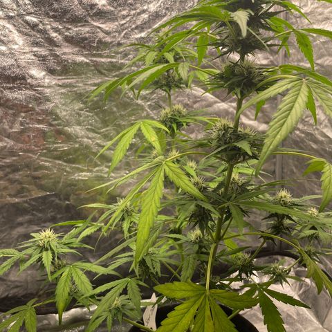 Sour Diesel growlog timeline photo