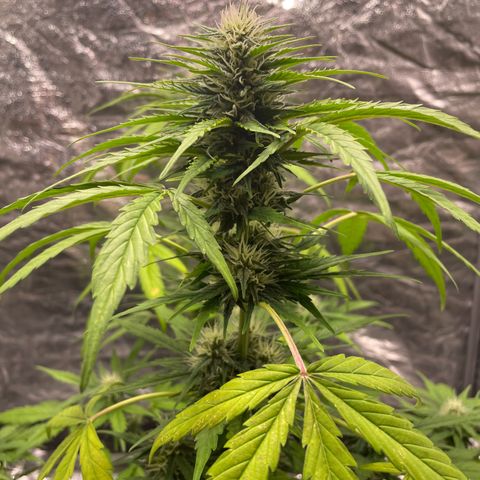Sour Diesel growlog timeline photo