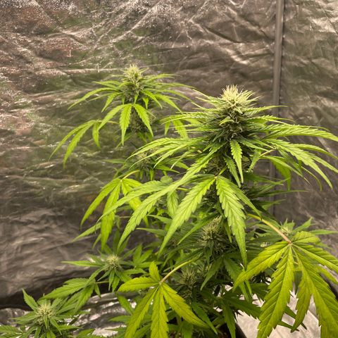 Sour Diesel growlog timeline photo