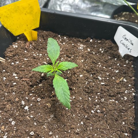 Gorilla Cookies growlog timeline photo