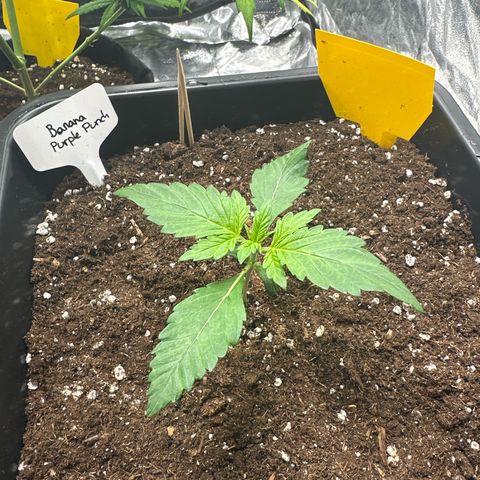 Banana Purple Punch growlog timeline photo