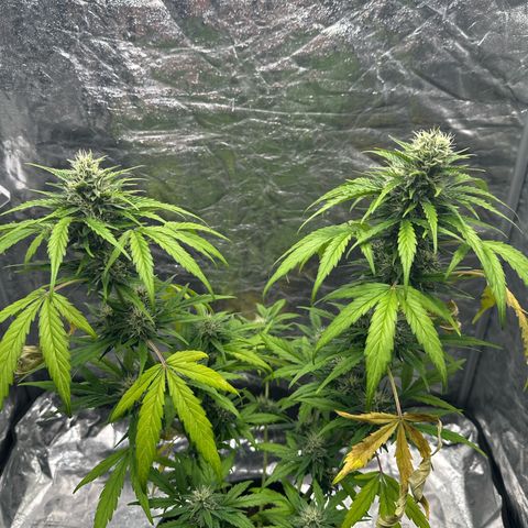 Sour Diesel growlog timeline photo