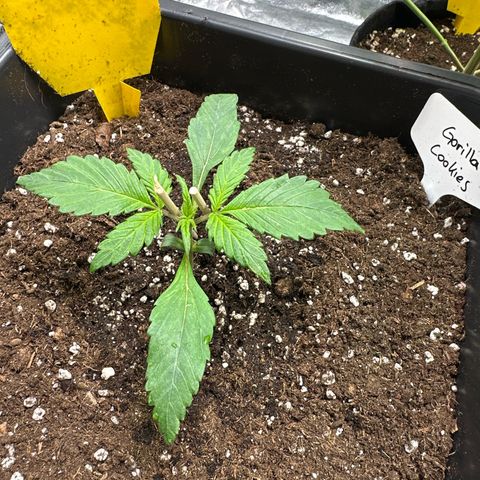 Gorilla Cookies growlog timeline photo