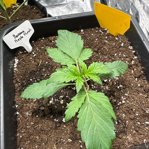 Banana Purple Punch growlog timeline photo