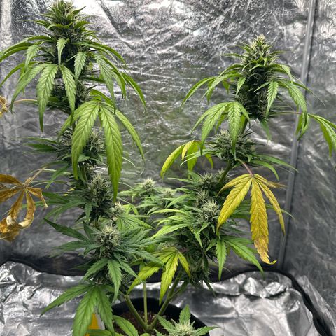 Sour Diesel growlog timeline photo