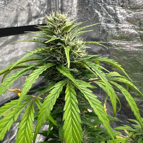Sour Diesel growlog timeline photo