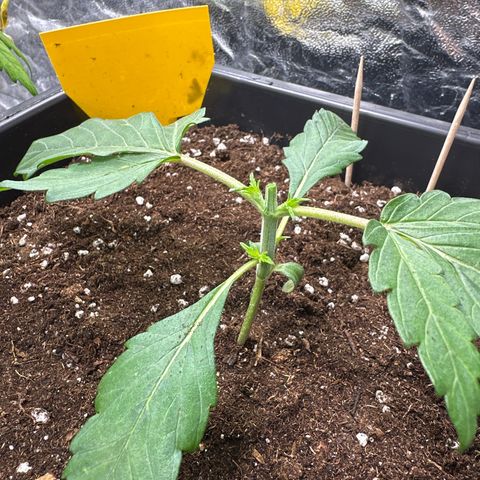Banana Purple Punch growlog timeline photo