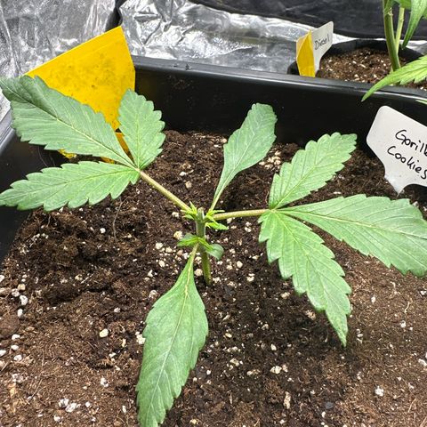 Gorilla Cookies growlog timeline photo