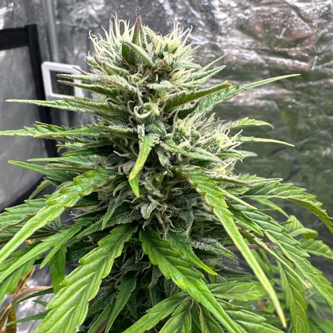 Sour Diesel growlog timeline photo