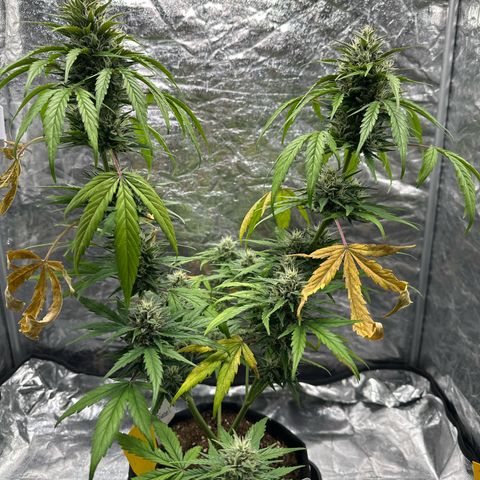 Sour Diesel growlog timeline photo