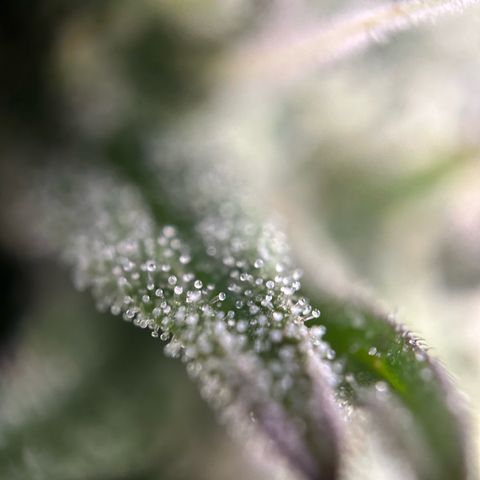 Sour Diesel growlog timeline photo
