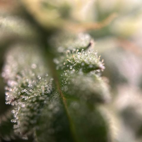 Sour Diesel growlog timeline photo