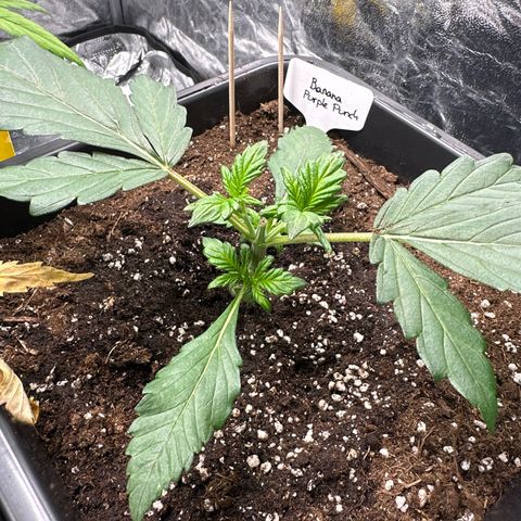 Banana Purple Punch growlog timeline photo