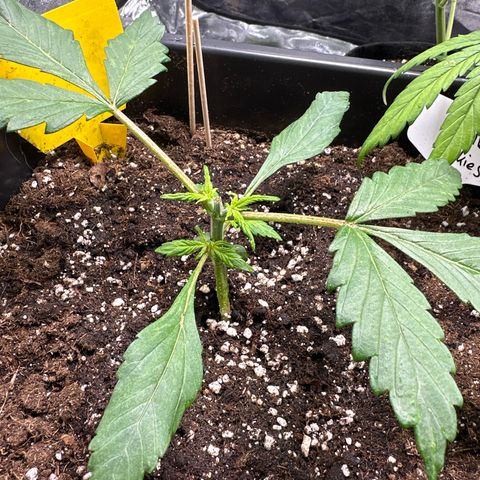 Gorilla Cookies growlog timeline photo