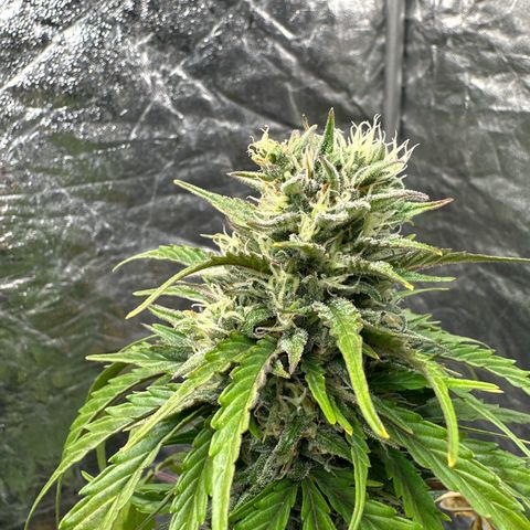 Sour Diesel growlog timeline photo