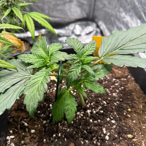 Banana Purple Punch growlog timeline photo