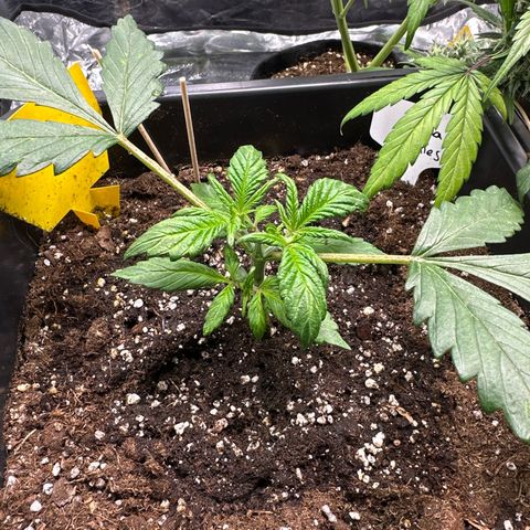 Gorilla Cookies growlog timeline photo