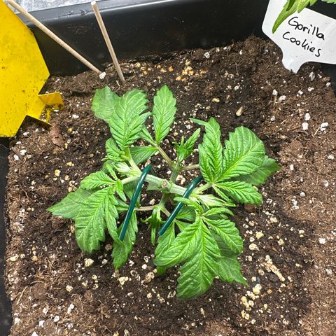 Gorilla Cookies growlog timeline photo