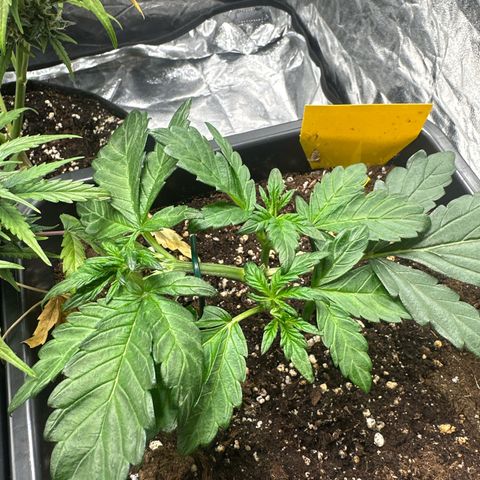 Banana Purple Punch growlog timeline photo