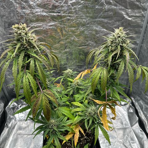 Sour Diesel growlog timeline photo