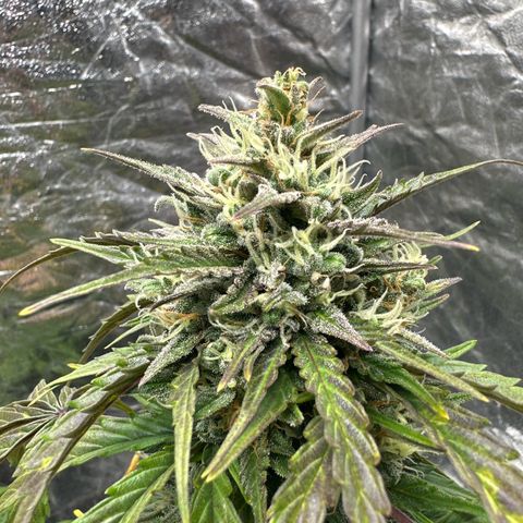Sour Diesel growlog timeline photo