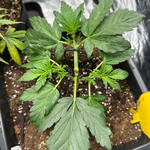 Banana Purple Punch growlog timeline photo